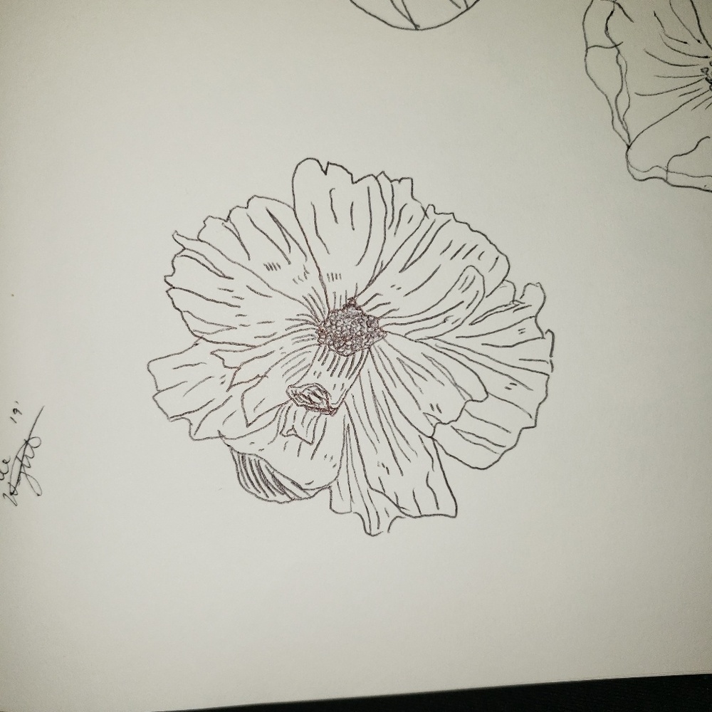 Nature illustrations - Picture 2 of 5